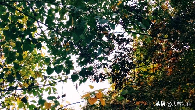 南京玩透只认这10个地方！少去1个都遗憾，最后1个藏着绝美秘境