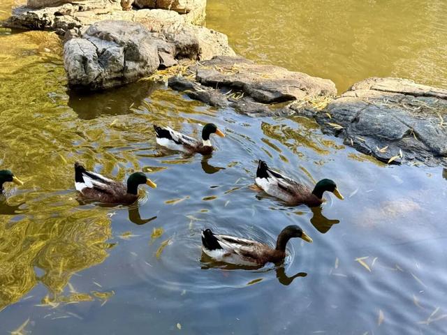 莲花池公园满目鎏金，这个周末等您来赏→