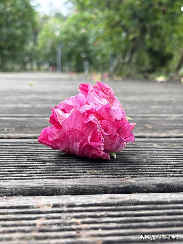 成都市区最美芙蓉花，王者风范，植物迷宫更是惊艳，不要门票！