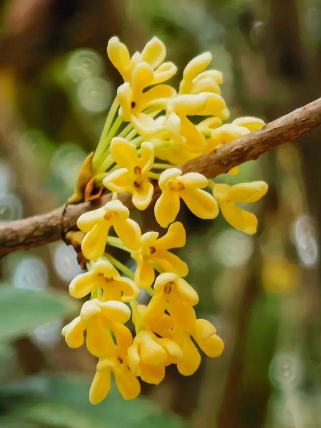 惠聚美好丨秋来桂香飘，寻味红花湖