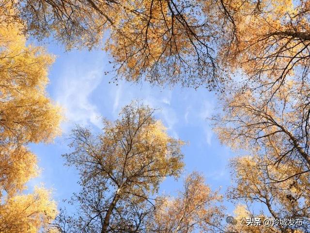 赴卡加曼之约，邂逅白桦林的秋日鎏金