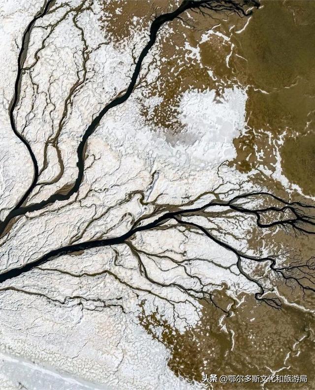 大地的笔触：在杭锦旗遇见哈日芒乃淖的“生命之树”