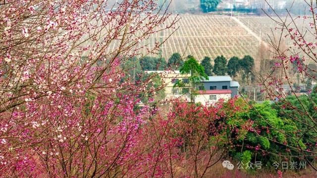 崇州的樱花，开啦！！!