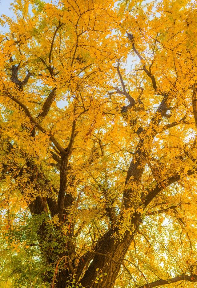 秋日顶流诞生！大鸿寨这棵千年银杏，把秋天染成了金色海洋！