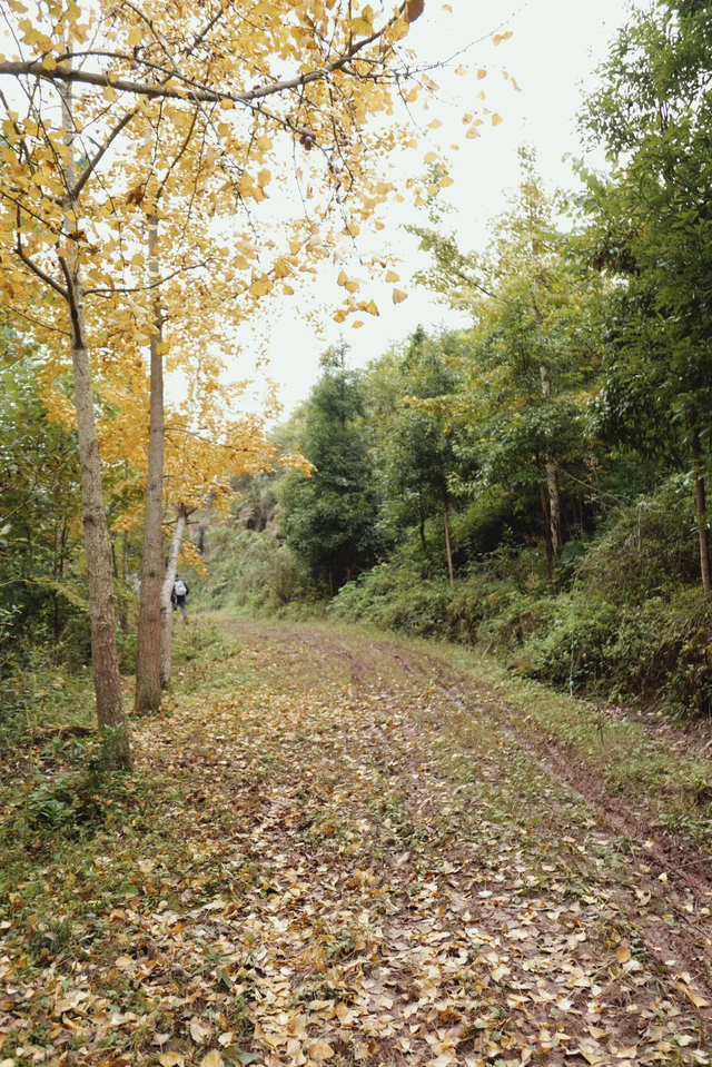 成都南门出发1h || 10km小众野生路线探个险，冷门到包场！