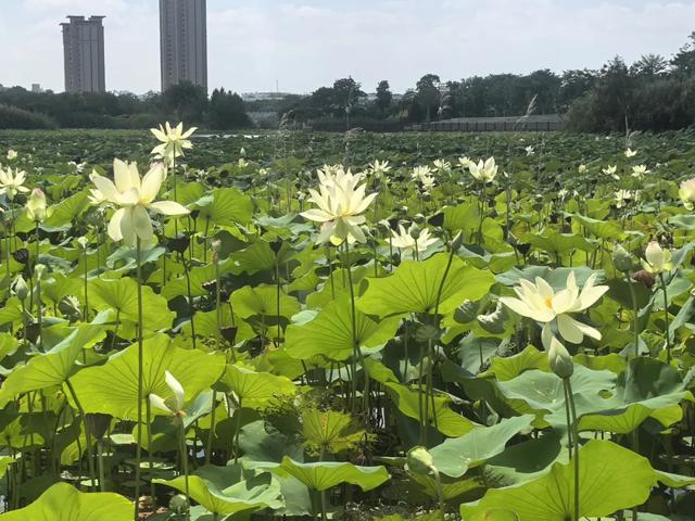 山海避暑“专列”启程！这里藏着夏天最舒服的打开方式→