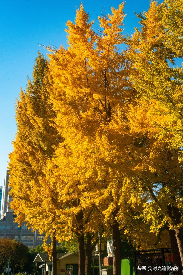 这么近那么美，银杏里的河北最美！