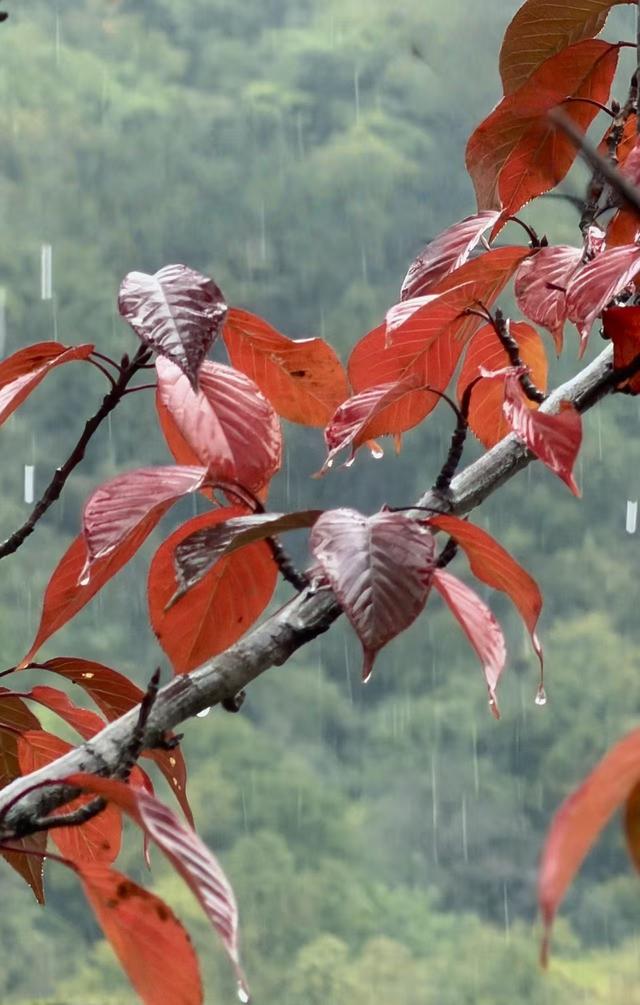 黄柏塬：山居听雨