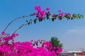 管住手！这5种花越旱越爆盆，少浇水开花更旺更多！图片