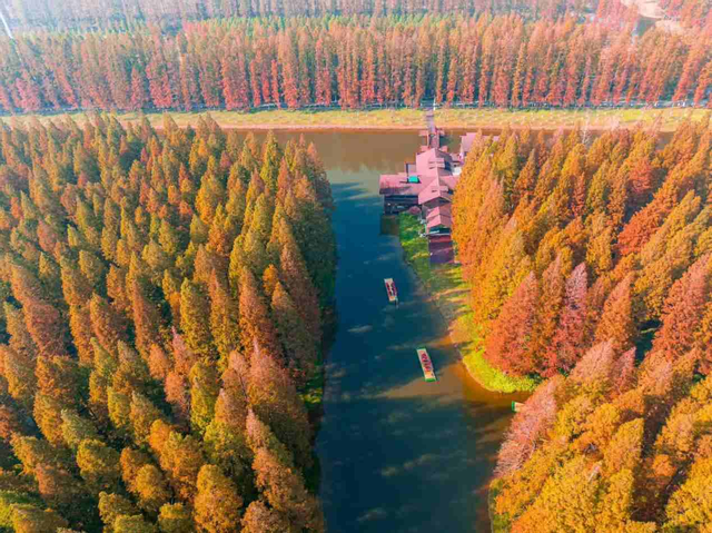 万亩水杉织就冬日红韵 东台黄海森林公园成生态旅游新热点