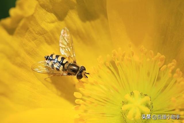 用佳能微距镜头拍出精美“花卉微距写真”的秘诀!