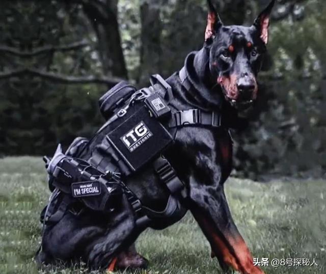 江苏杜宾犬飞扑幼童：事情已了结，当地人透露更多，女子身份可疑