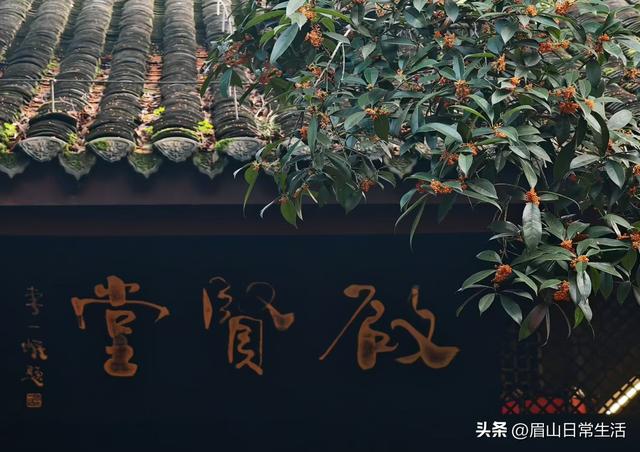 组图｜眉山东坡：桂花开了