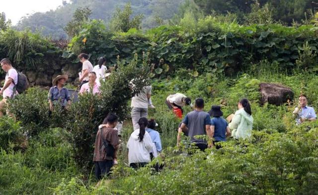 “山村收菜计划”再升级！杭城一批亲子家庭上周末驱车200公里赶到这个海拔600多米的小山村……