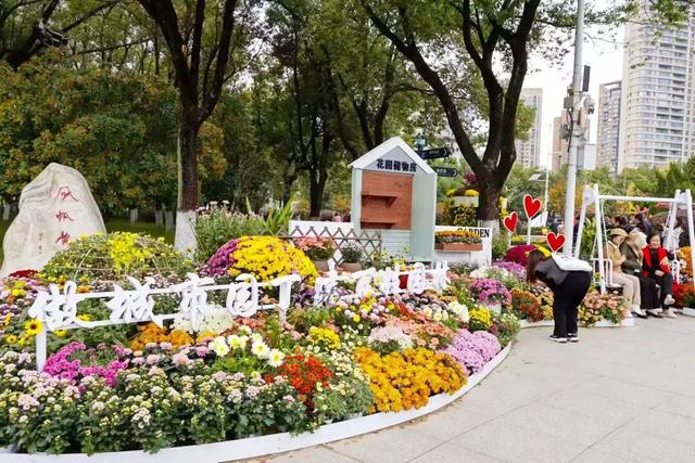 年度金秋盛宴来了，武汉城建集团邀您逛菊展、赏名菊、拍美照！