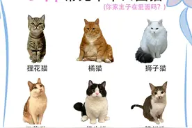 九种常见中华田园猫，你家有没有养一只？图片