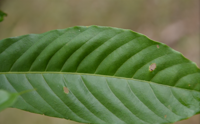 首次发现仅3株	，25年云南又发现2株，网友：不稀奇，老家遍地都是