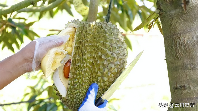 泰国大量水果腐烂，因为摊上的中文标语，中国游客:自己留着吧