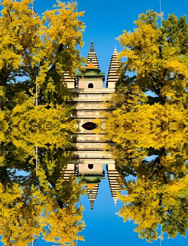 留着打卡！寺庙与千年古杏更配，每一张都是大片！