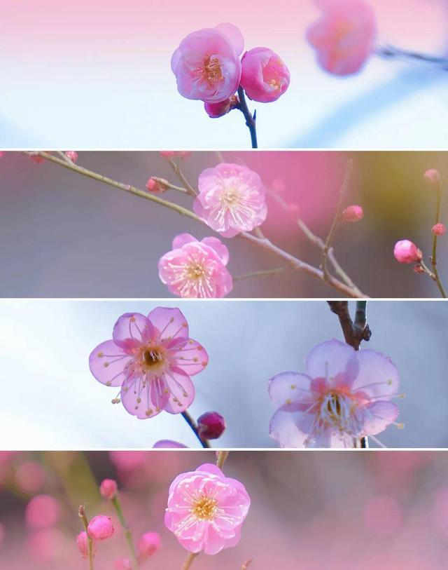 南京梅花山3.5万株梅花齐绽放，最佳观赏期到来