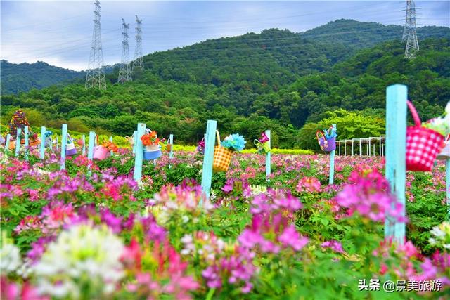 国庆相约卡玛花世界：花海中邂逅秋日浪漫，花篮小径中留下倩影