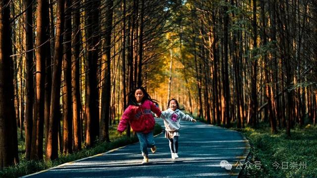 “杉杉”来了！崇州免门票小众宝藏秘境