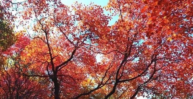 临沂这抹红，醉了秋日山水