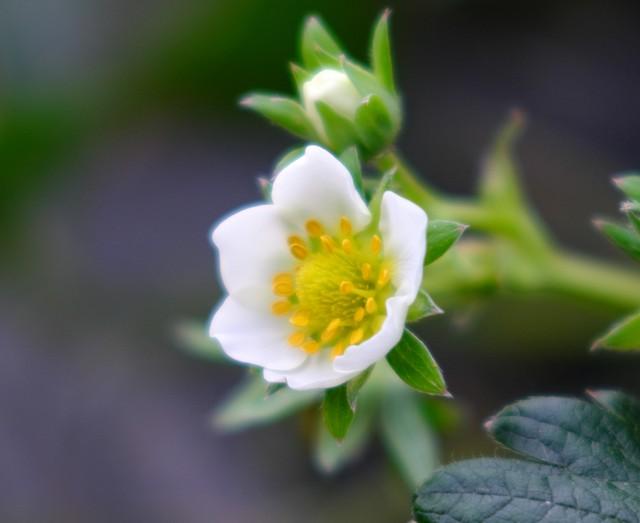 属猪人，不适合在一起的四生肖