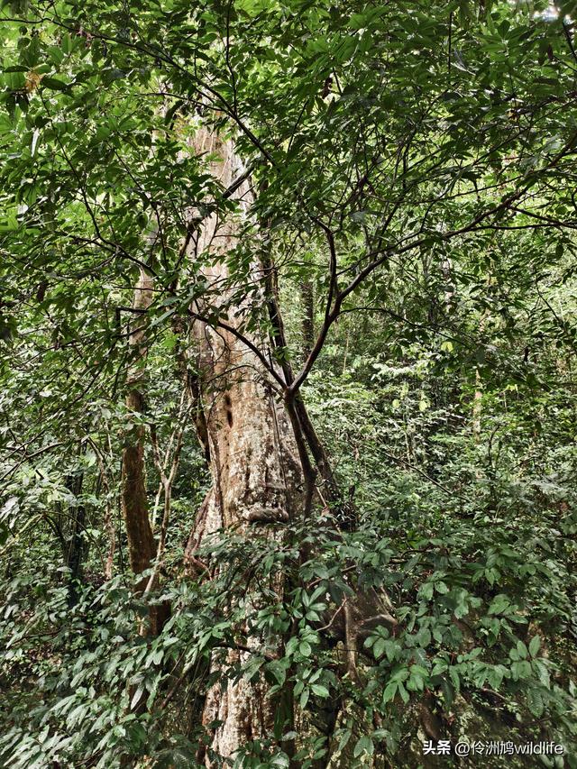 马来西亚(31)砂拉越州⑤姆鲁山canopy树冠高空漫游