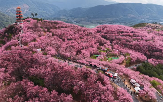 不输武汉樱花！福建赏樱天花板，30万株樱花竞相盛放