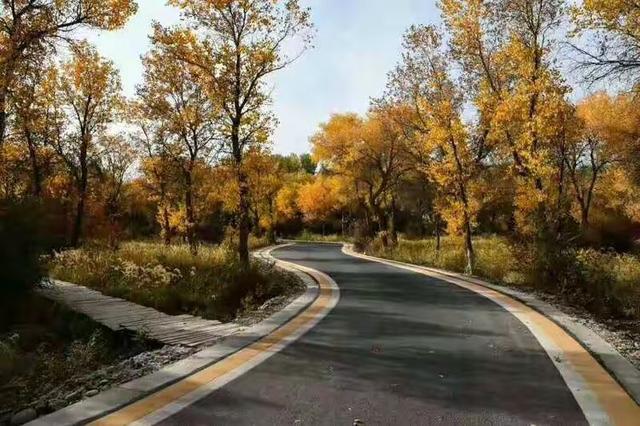 泽普县金胡杨秋叶之美