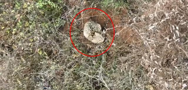 河南洛阳出现“石虎”，躲在草丛中被无人机拍到，眼神非常警惕