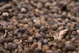 羊粪肥是智商税？先别急，10年养花经验告诉你到底该怎么用图片