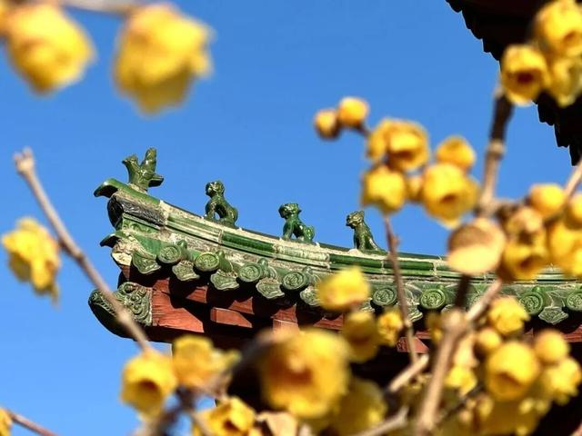 花开有时・四季有诗 | 冬享沂蒙过大年，临沂腊梅邀你赴一场暗香之约
