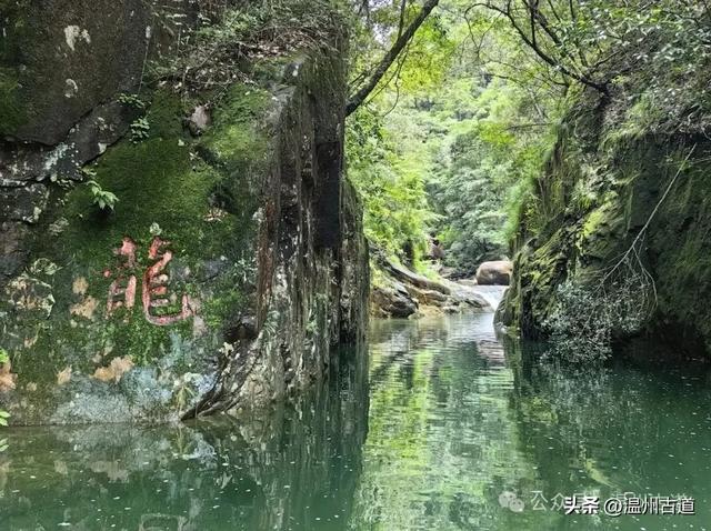 温州这个以畲族始祖命名的4A级景区，秘藏着一座“生物王国”！