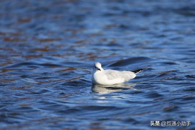 佳能RF200-800mm F6.3-9 IS USM评测！支持800mm焦距的自动对焦镜头