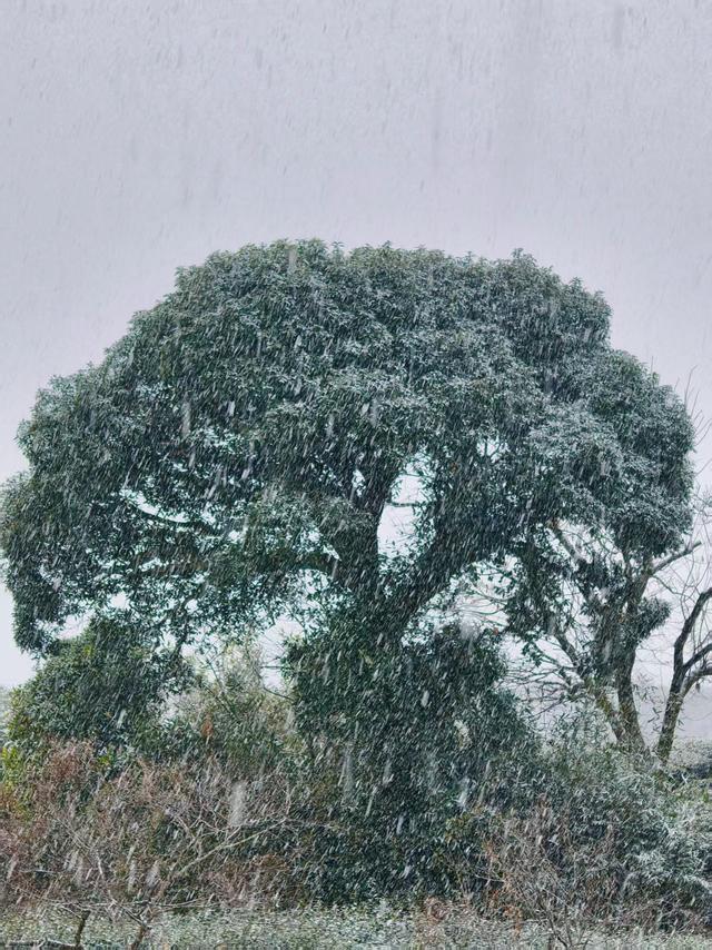 不负等待！高岭文化村终于下雪啦