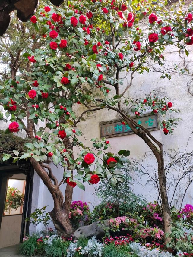 世界上只有中国苏州市才有的全球独一无二的10大奇景