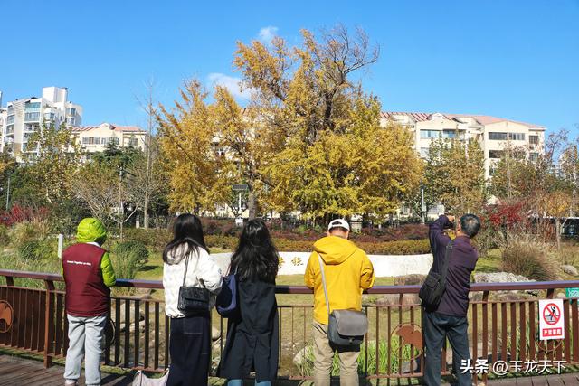 散文丨古银杏树下