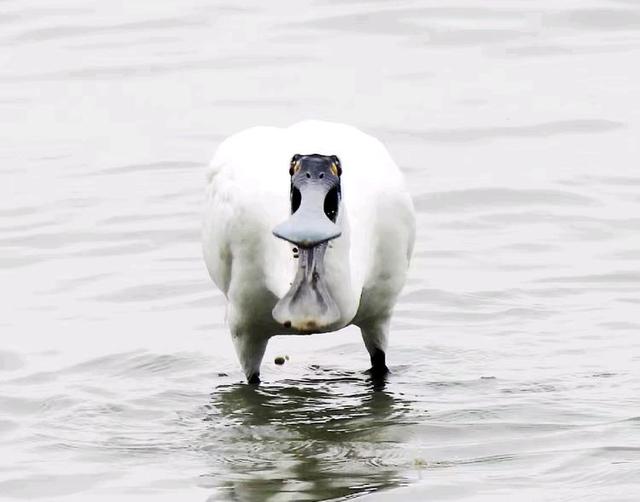 快乐的25/26深圳湾候鸟季