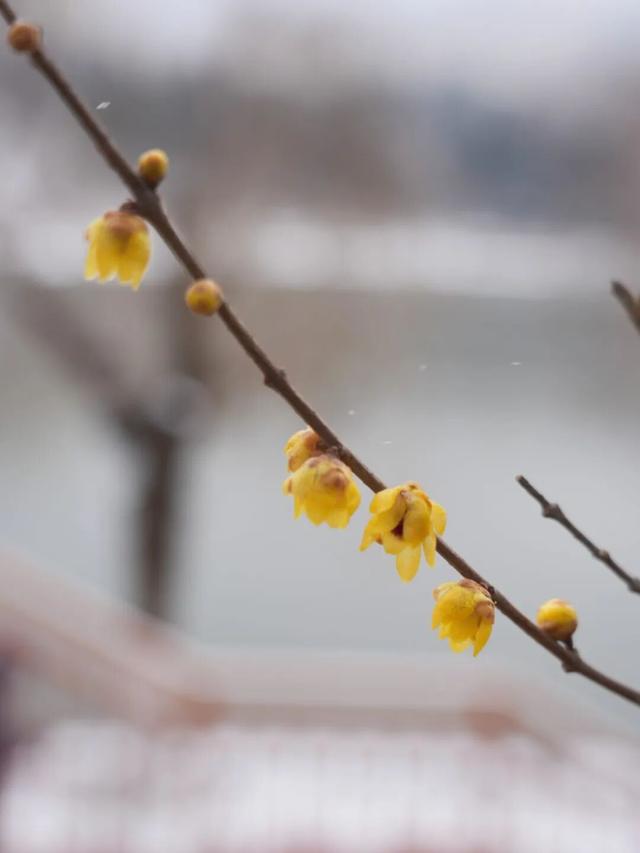 此刻！烟台花花花花花开了