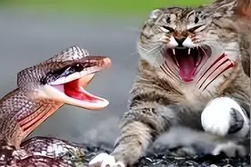 2米眼镜王蛇闯进家中，与家猫对峙，猫真能打得过吗？图片