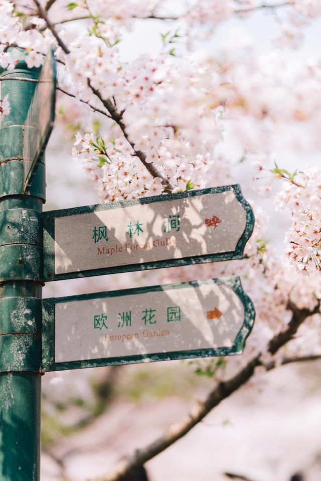 3、4月最应该去哪儿玩？推荐这12个赏春地，闭眼冲，错过再等一年