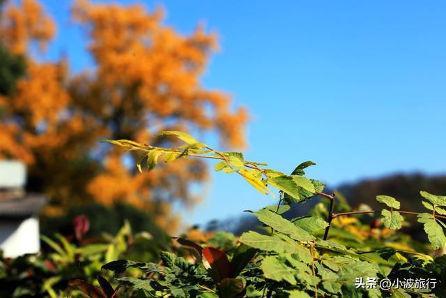 杭州冬日徒步，从古村到茶园，银杏金黄枫树染红，感受山野之乐