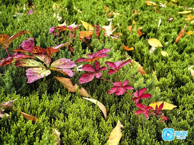 浞景无边，快乐亦无边~