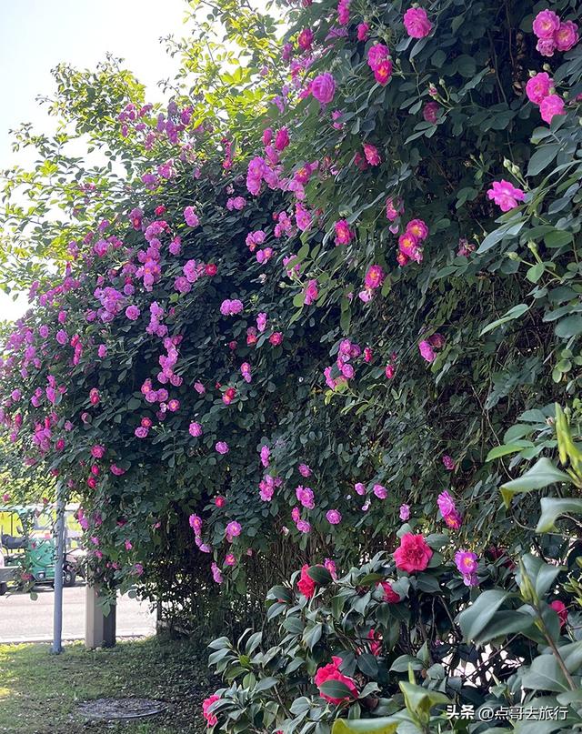 成都蔷薇花开爆了，免费才是最美，花墙瀑布很惊艳，太适合拍照！