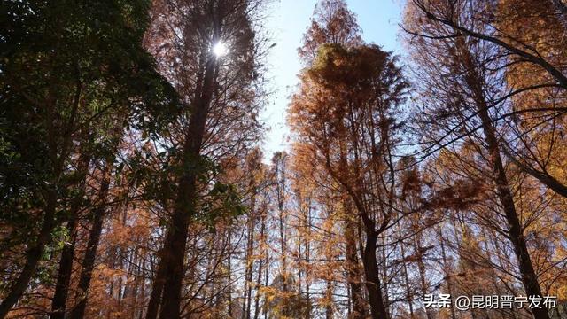 童心守护滇池蓝！小营员探秘湿地学科普
