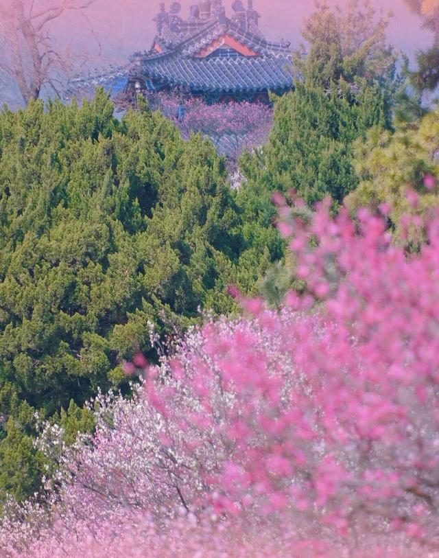 南京梅花山3.5万株梅花齐绽放，最佳观赏期到来