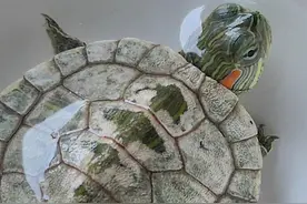 龟背发白别慌！一文看懂背后的真正原因图片