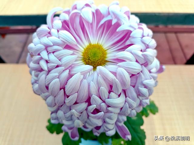 “中山秋韵，菊映盛世”，赏菊南京中山植物园（上）